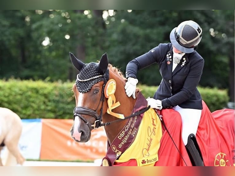 German Riding Pony Gelding 3 years 14,2 hh Chestnut-Red in Neckargem&#xFC;nd