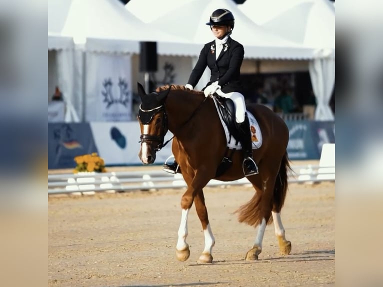 German Riding Pony Gelding 3 years 14,2 hh Chestnut-Red in Neckargem&#xFC;nd