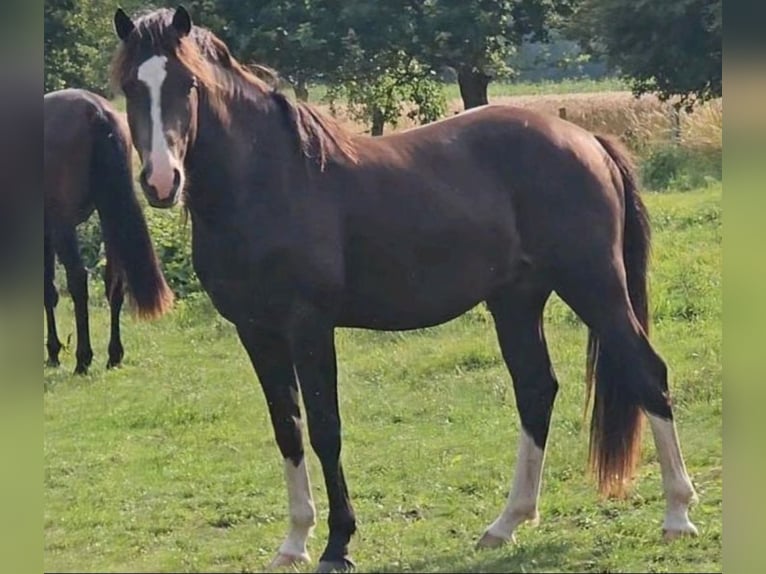 German Riding Pony Gelding 3 years 14,2 hh in Hittbergen