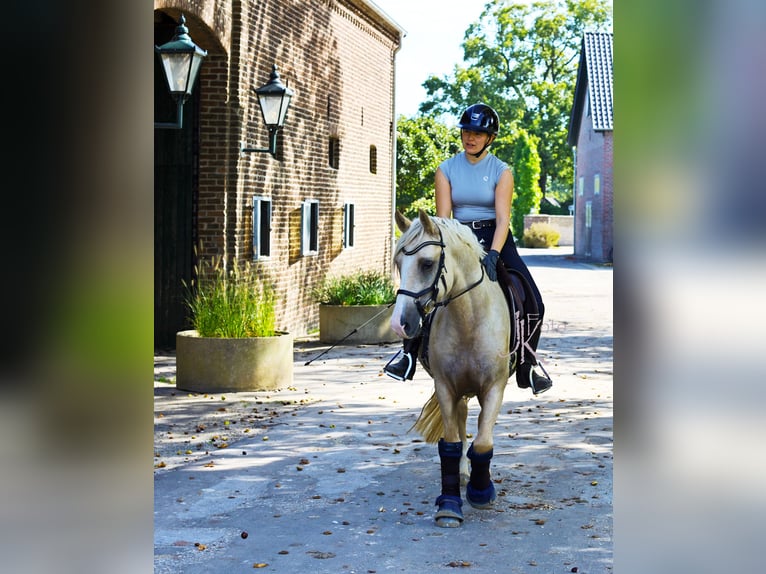 German Riding Pony Gelding 3 years 14,2 hh in Kempen