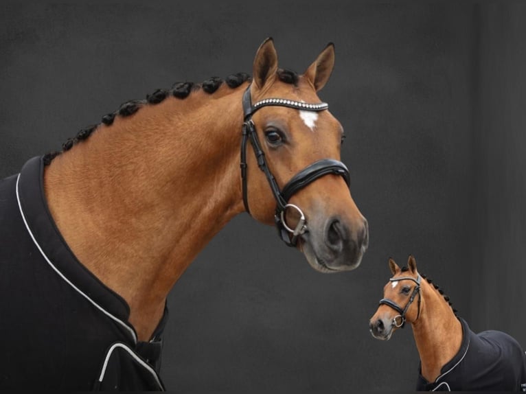 German Riding Pony Gelding 3 years 14,2 hh Dun in Wildeshausen