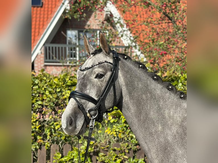 German Riding Pony Gelding 3 years 14,2 hh Grey in D&#xF6;tlingen