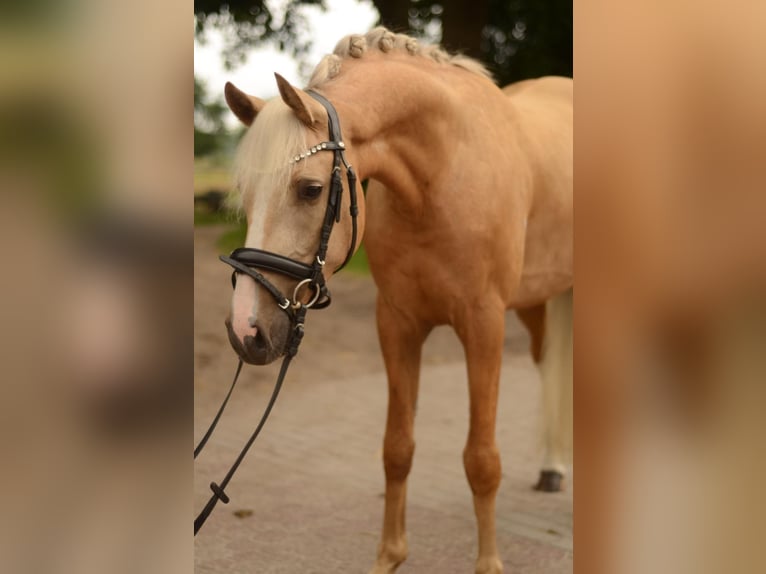 German Riding Pony Gelding 3 years 14,2 hh Palomino in Bad Zwischenahn