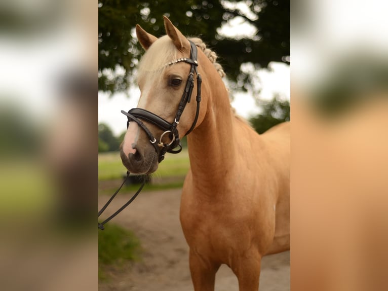 German Riding Pony Gelding 3 years 14,2 hh Palomino in Bad Zwischenahn