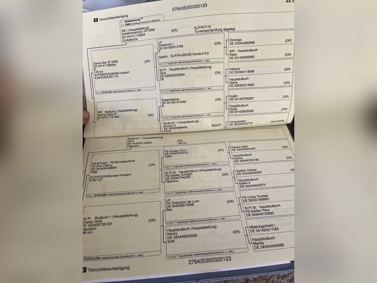 German Riding Pony Gelding 3 years 14,2 hh Palomino in Großheide Westerende