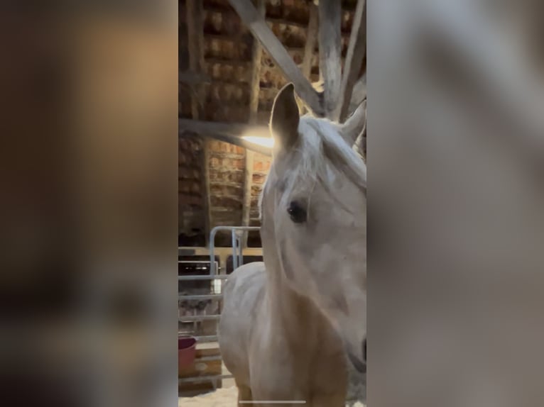 German Riding Pony Gelding 3 years 14,2 hh Palomino in Großheide Westerende