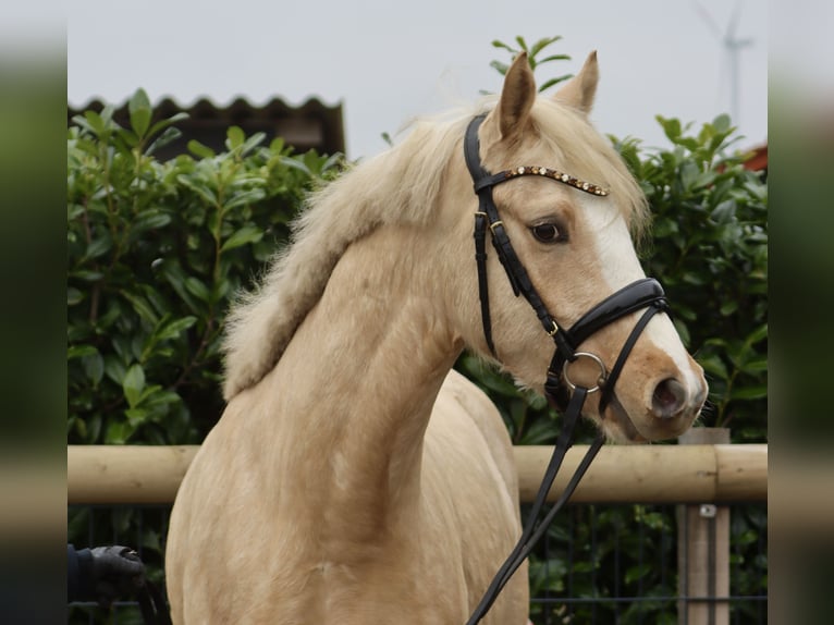 German Riding Pony Gelding 3 years 14,2 hh Palomino in Nottuln