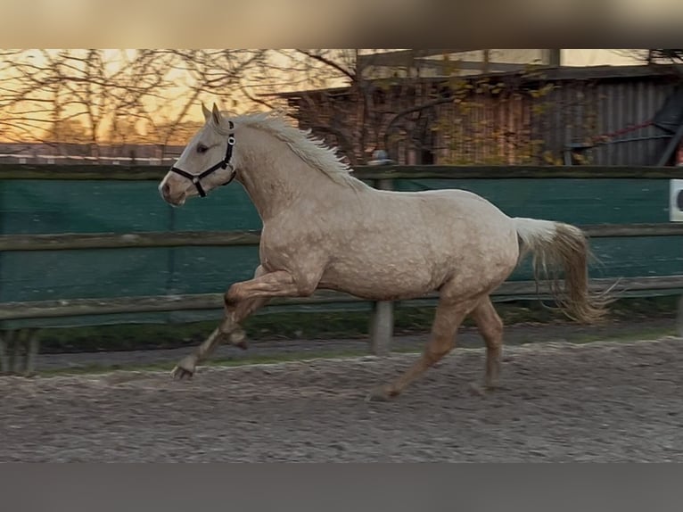 German Riding Pony Gelding 3 years 14,2 hh Palomino in Nottuln