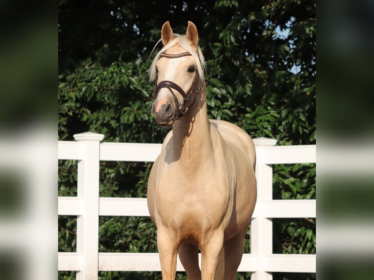 German Riding Pony Gelding 3 years 14,2 hh Palomino in Oberlangen