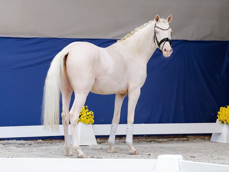 German Riding Pony Gelding 3 years 14,2 hh Perlino in Marsberg