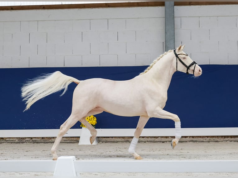 German Riding Pony Gelding 3 years 14,2 hh Perlino in Marsberg