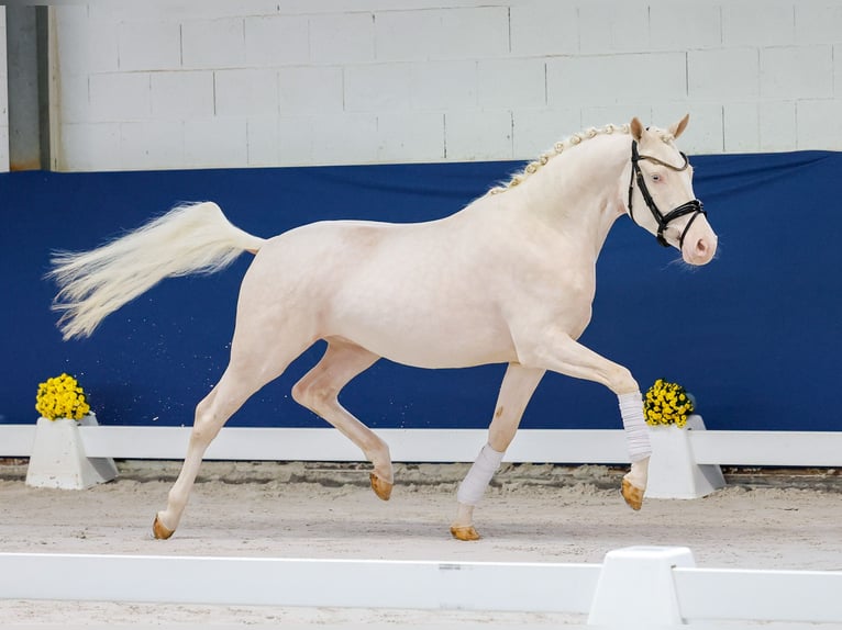 German Riding Pony Gelding 3 years 14,2 hh Perlino in Marsberg
