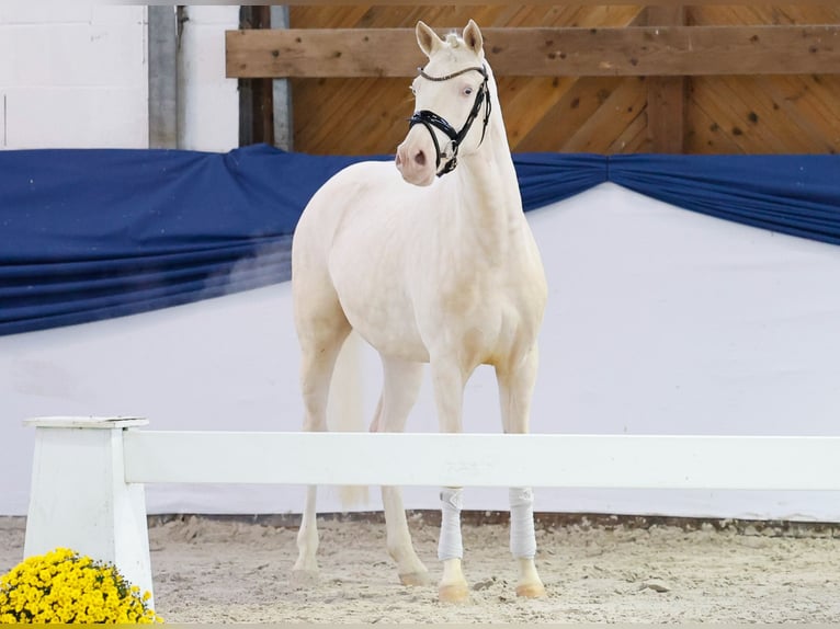 German Riding Pony Gelding 3 years 14,2 hh Perlino in Marsberg