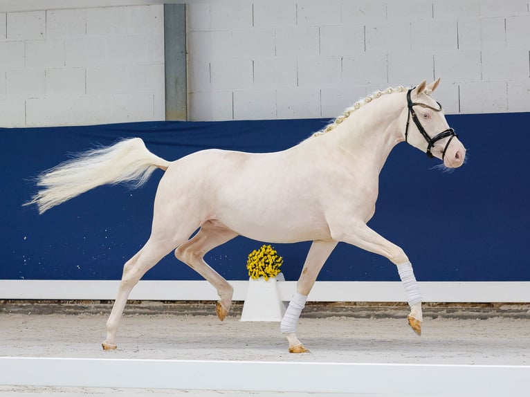 German Riding Pony Gelding 3 years 14,2 hh Perlino in Marsberg