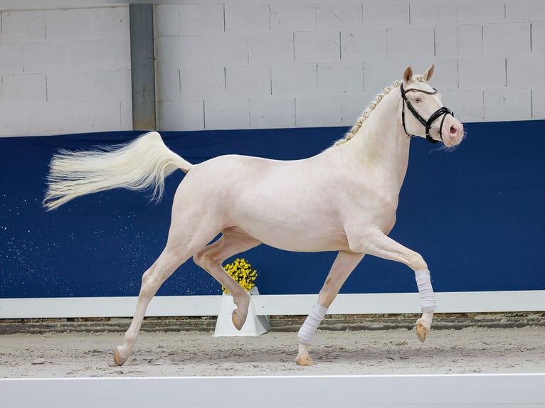 German Riding Pony Gelding 3 years 14,2 hh Perlino in Marsberg