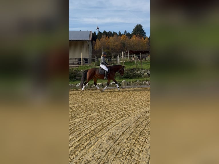 German Riding Pony Gelding 3 years 14,3 hh Brown in Heinzenbach