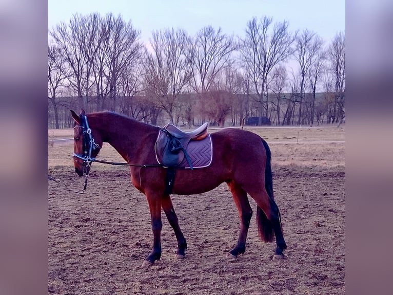 German Riding Pony Gelding 3 years 14,3 hh Brown in Obertrebra