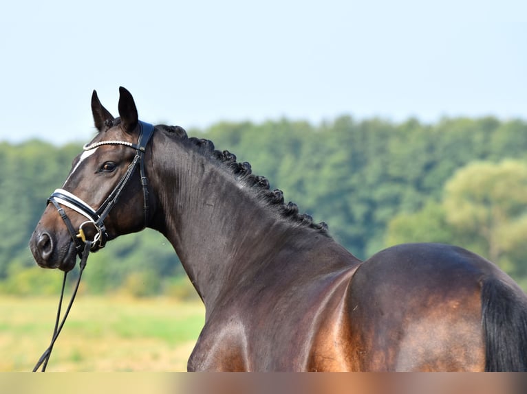 German Riding Pony Gelding 3 years 15,1 hh Bay-Dark in Klötze