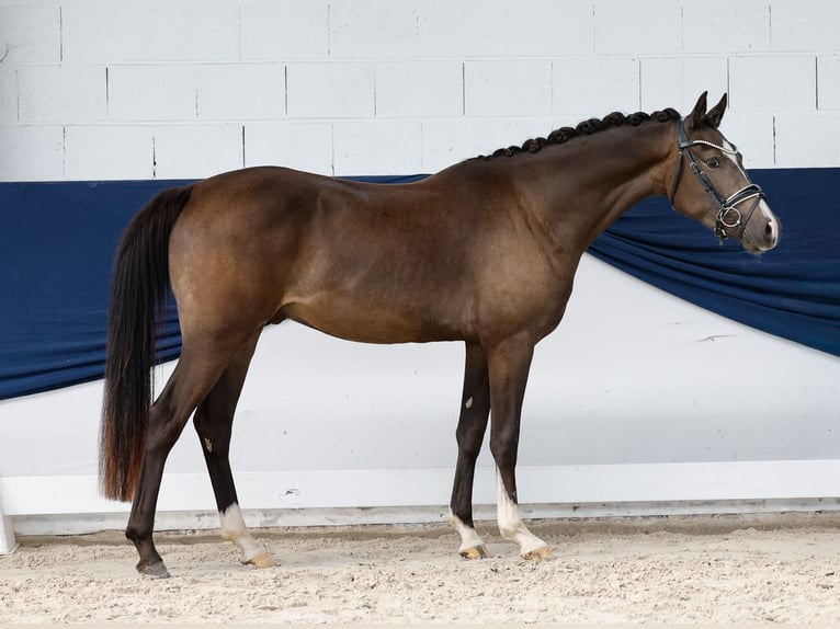 German Riding Pony Gelding 3 years 15.1 hh Dun in Marsberg