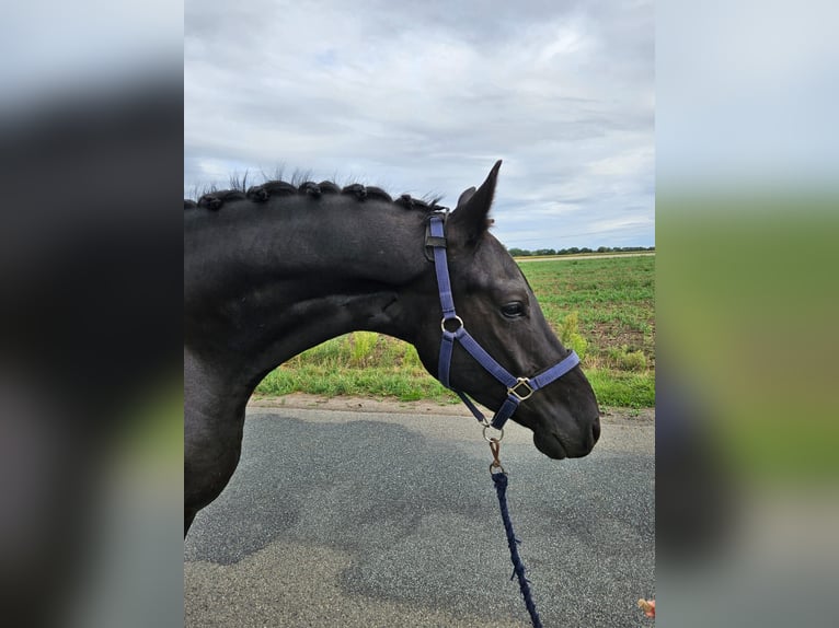 German Riding Pony Gelding 3 years 15.1 hh Smoky-Black in Raddestorf