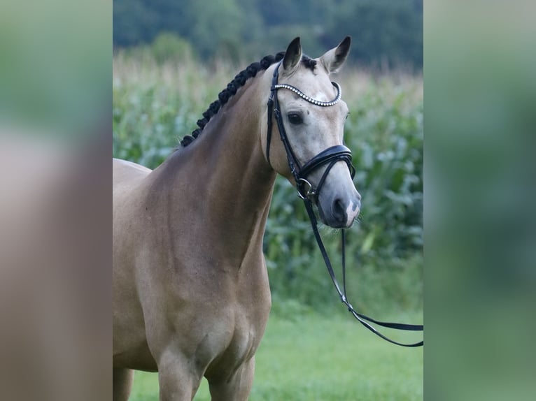 German Riding Pony Gelding 3 years 15,2 hh Buckskin in Nottuln