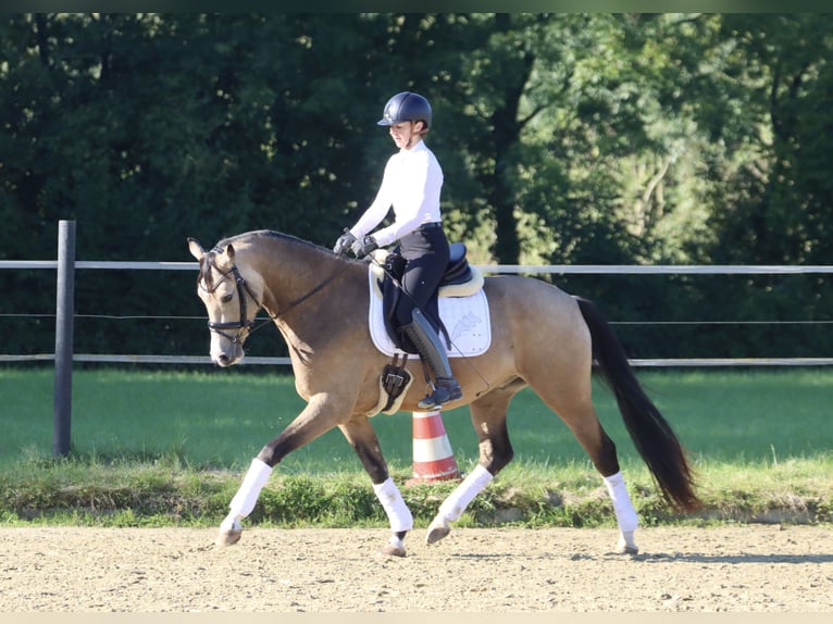 German Riding Pony Gelding 3 years 15,2 hh Buckskin in Nottuln