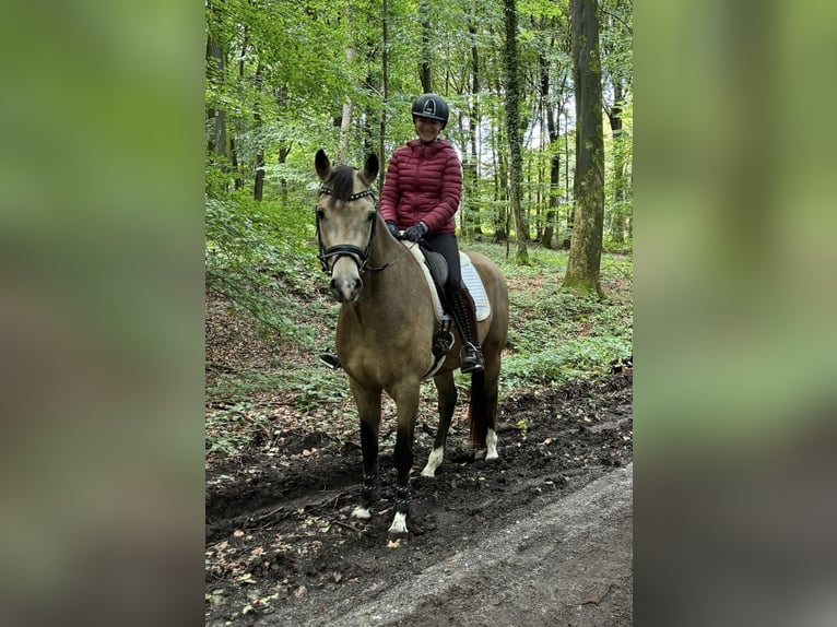 German Riding Pony Gelding 3 years 15,2 hh Buckskin in Nottuln