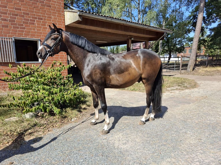 German Riding Pony Gelding 3 years 15 hh Bay-Dark in Wahrenholz