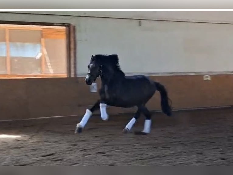 German Riding Pony Gelding 3 years 15 hh Bay-Dark in Wahrenholz