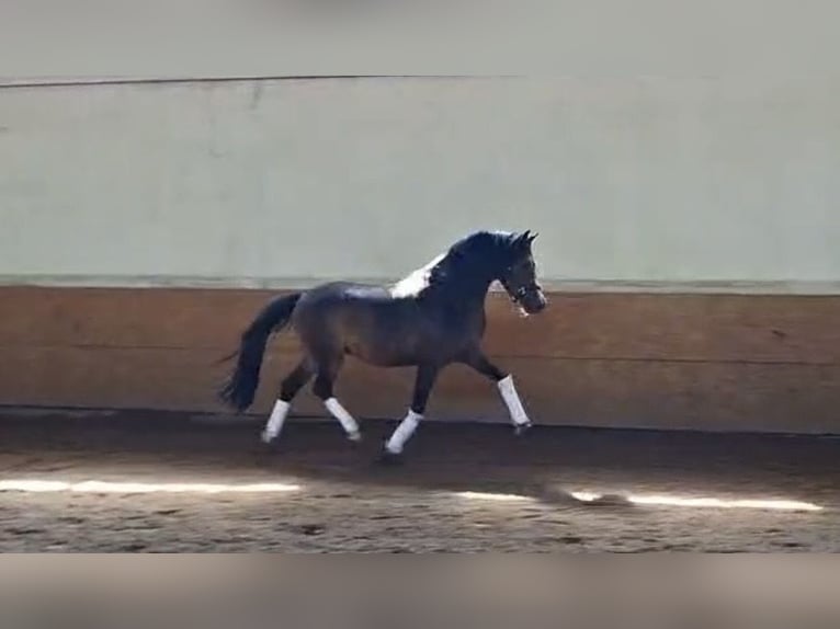 German Riding Pony Gelding 3 years 15 hh Bay-Dark in Wahrenholz