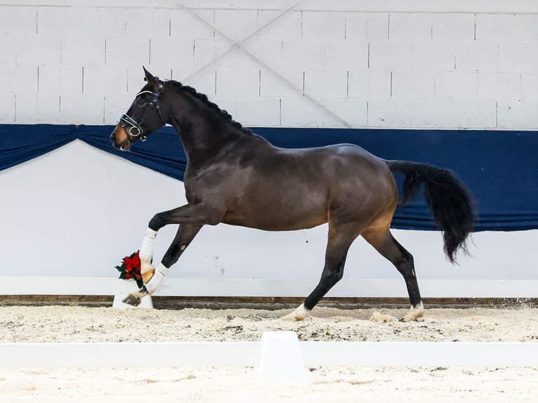 German Riding Pony Gelding 3 years 15 hh Brown in Marsberg