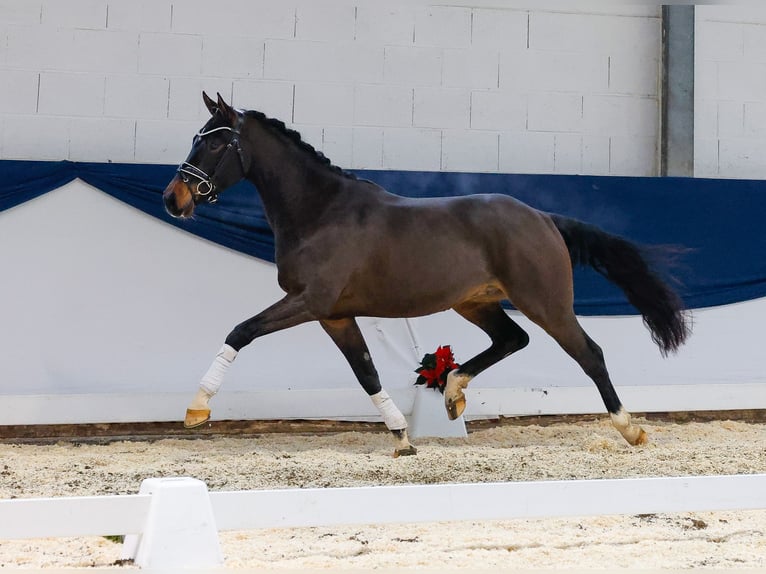 German Riding Pony Gelding 3 years 15 hh Brown in Marsberg