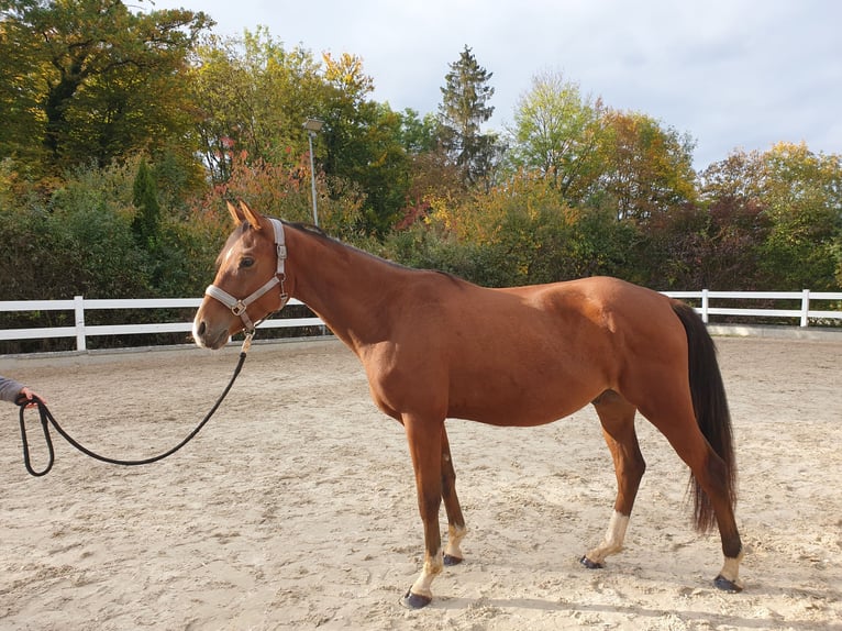 German Riding Pony Gelding 3 years 15 hh Brown in Waldenbuch