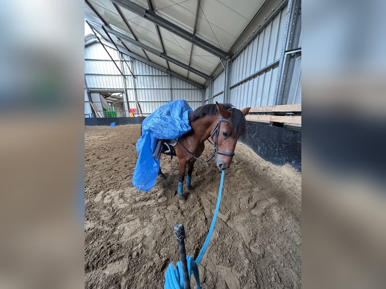 German Riding Pony Mix Gelding 3 years 15 hh Brown in Bettang sur mess