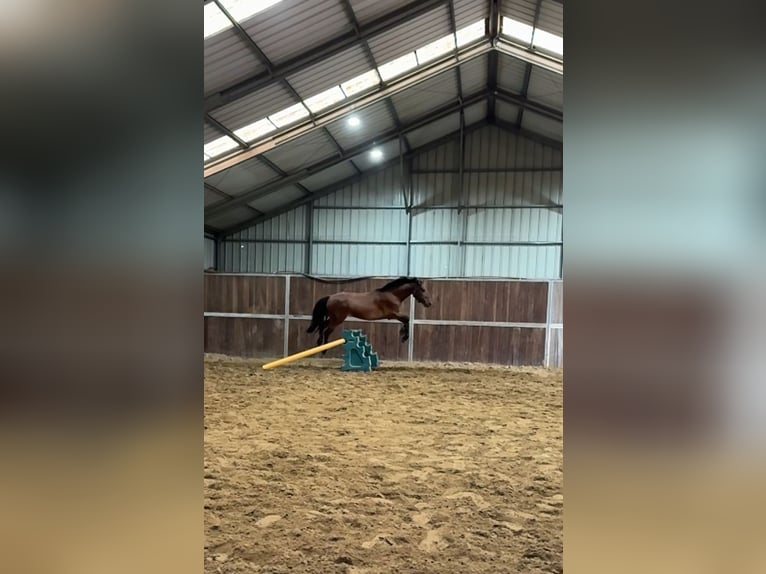 German Riding Pony Mix Gelding 3 years 15 hh Brown in Bettang sur mess