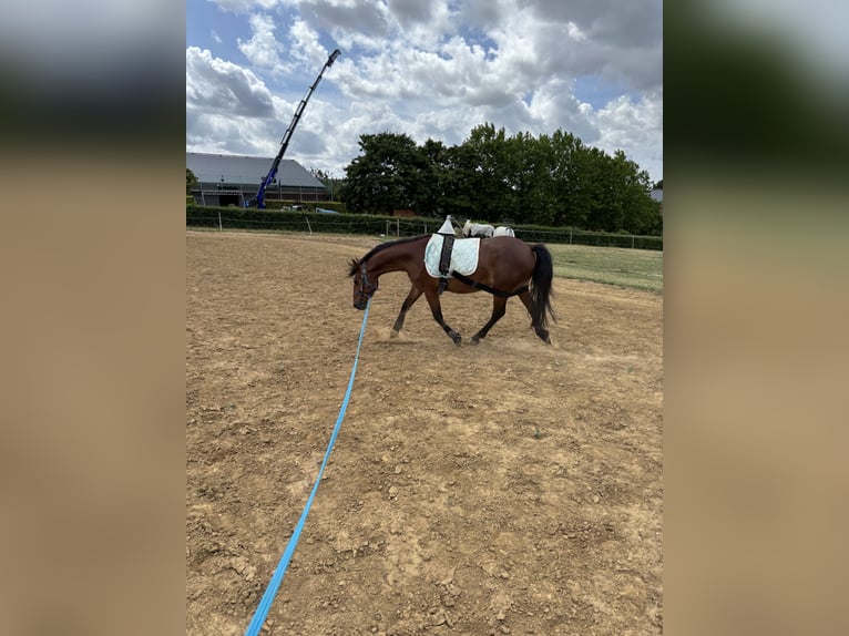 German Riding Pony Mix Gelding 3 years 15 hh Brown in Bettang sur mess