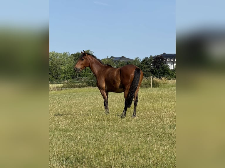 German Riding Pony Mix Gelding 3 years 15 hh Brown in Bettang sur mess