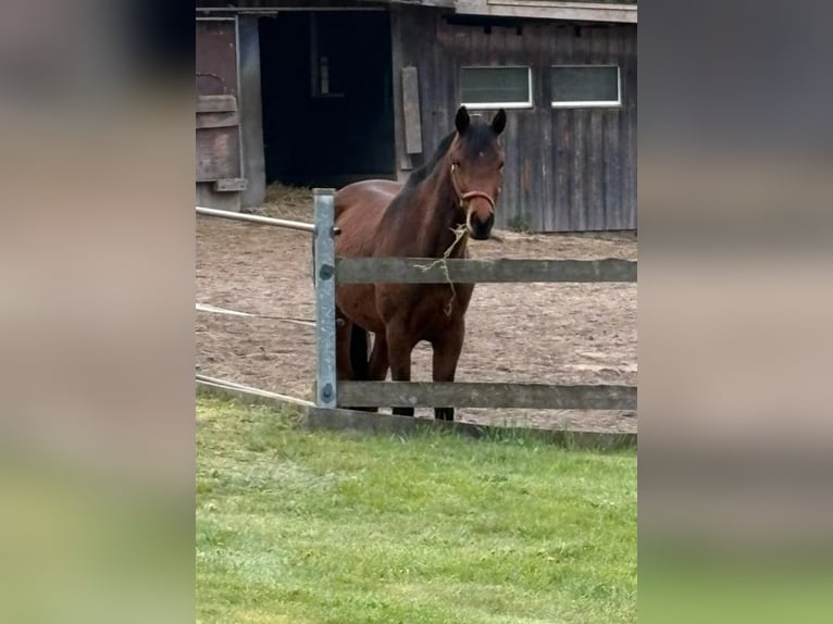 German Riding Pony Mix Gelding 3 years 15 hh Brown in Gro&#xDF; Gr&#xF6;nau