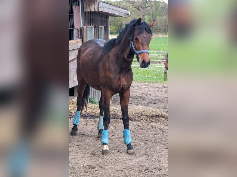 German Riding Pony Mix Gelding 3 years 15 hh Brown in Gro&#xDF; Gr&#xF6;nau