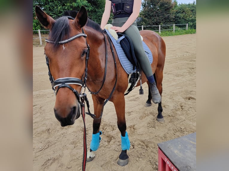German Riding Pony Mix Gelding 3 years 15 hh Brown in Gro&#xDF; Gr&#xF6;nau