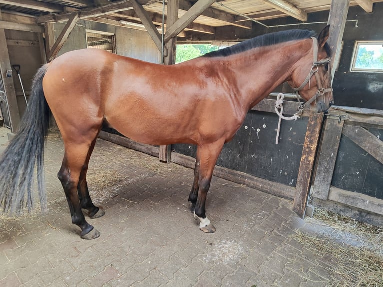 German Riding Pony Mix Gelding 3 years 15 hh Brown in Gro&#xDF; Gr&#xF6;nau