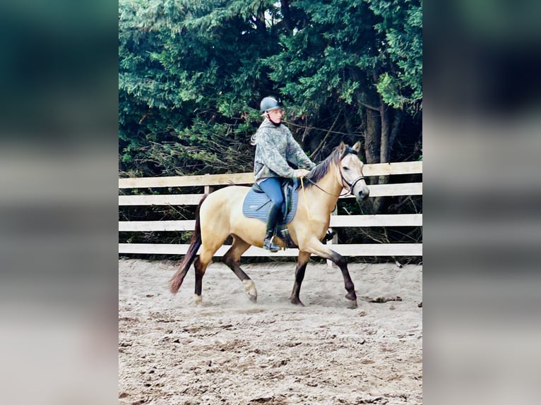 German Riding Pony Gelding 3 years 15 hh Buckskin in Könnern