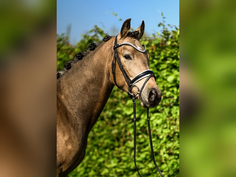 German Riding Pony Gelding 3 years 15 hh Buckskin in Uedem