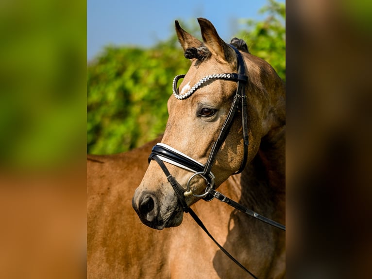 German Riding Pony Gelding 3 years 15 hh Buckskin in Uedem