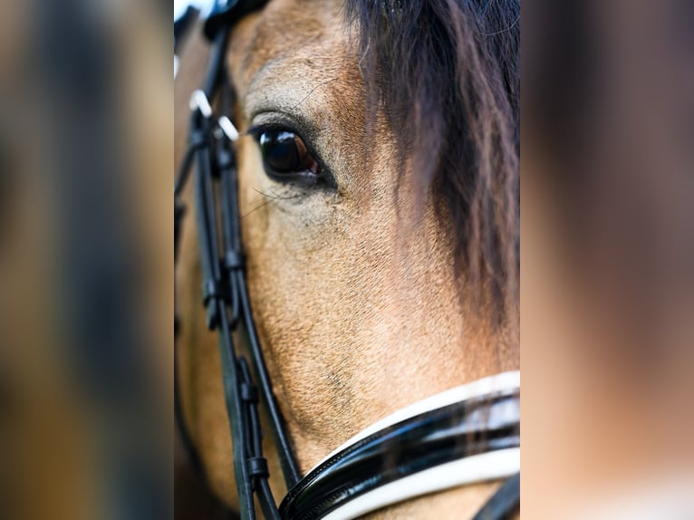 German Riding Pony Gelding 3 years 15 hh Buckskin in Uedem