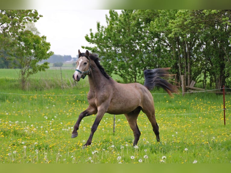 German Riding Pony Gelding 3 years 15 hh Buckskin in Grubenhagen