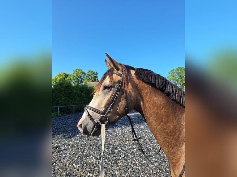 German Riding Pony Gelding 3 years 15 hh Buckskin in Grubenhagen