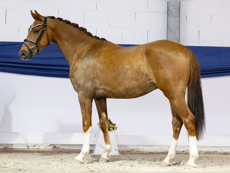German Riding Pony Gelding 3 years 15 hh Chestnut in Marsberg