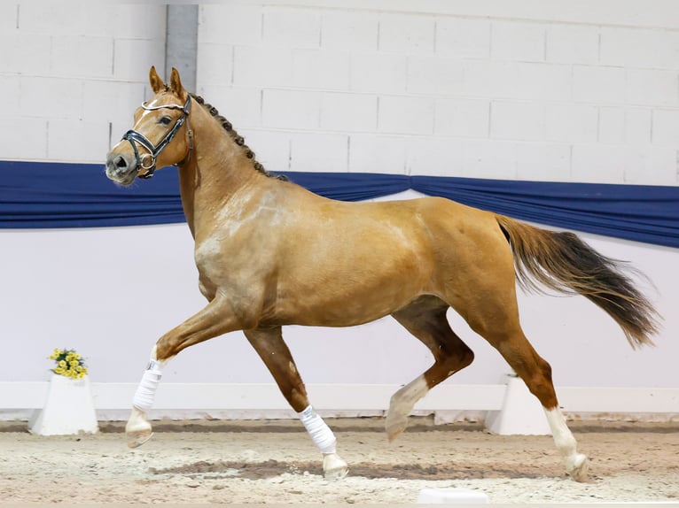 German Riding Pony Gelding 3 years 15 hh Chestnut in Marsberg