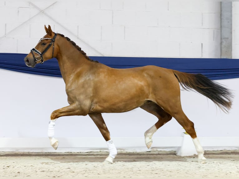 German Riding Pony Gelding 3 years 15 hh Chestnut in Marsberg